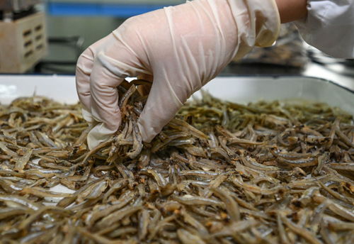 鏡觀 回響丨中非農業(yè)合作,結出 看得見摸得著 的碩果