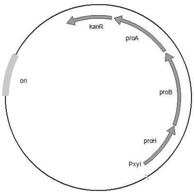 一株生產(chǎn)反式-4-羥基-L-脯氨酸的重組菌株及其構(gòu)建與應(yīng)用專利_-啟信寶